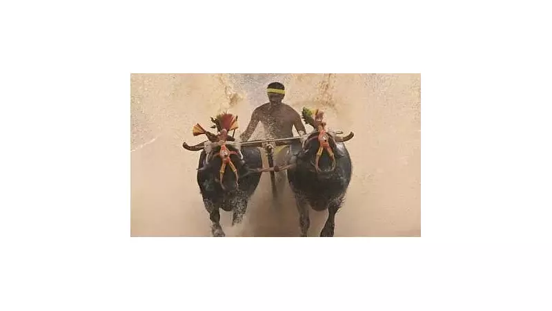 Karnataka's Naringana Kambalotsava 2026: Speaker U T Khader to Lead Event