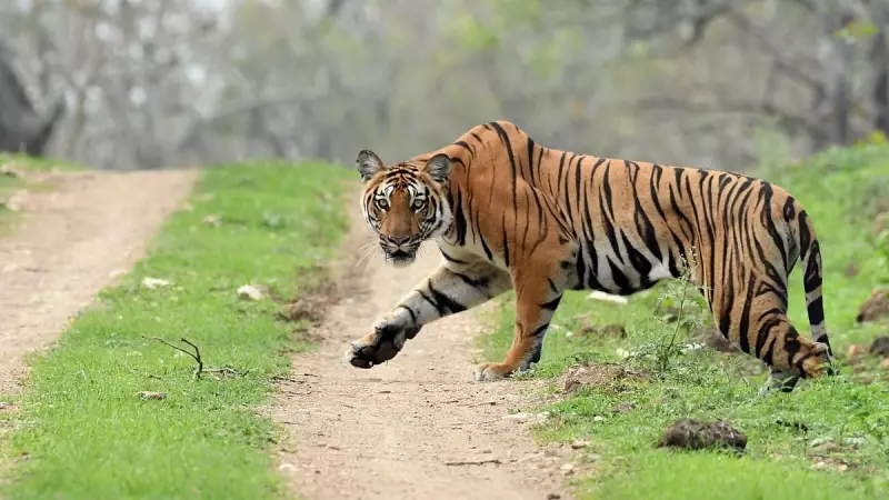 Karnataka's Tiger Census to Also Count Other Carnivores, Mega Herbivores