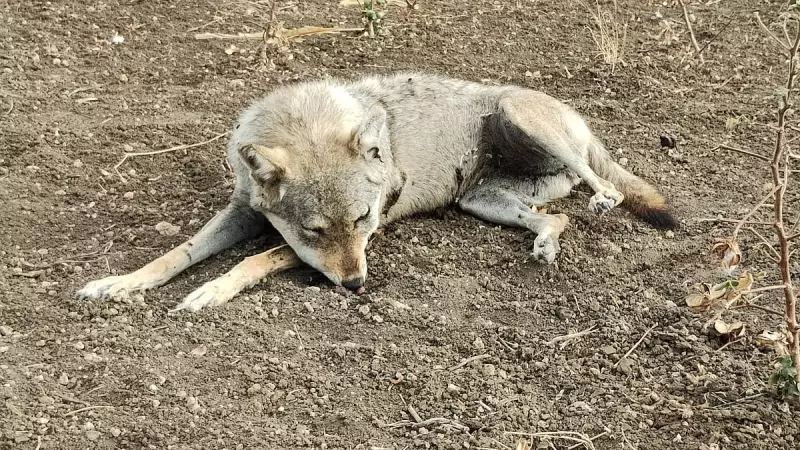 Karnataka's Vanishing Wolves: No Census Conducted in 20 Years Despite Alarming Decline