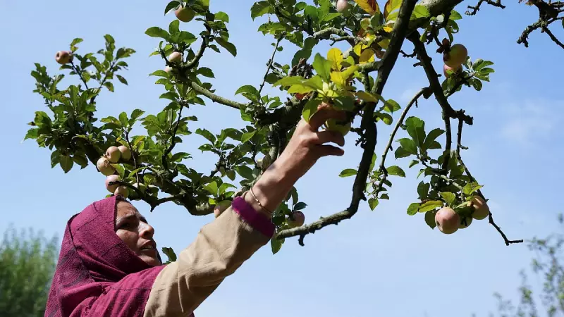 Kashmir Apple Farmers Face Severe Health Risks from Pesticide Exposure
