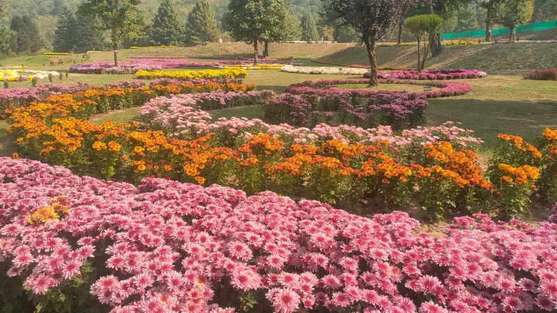 Kashmir's First-Ever Chrysanthemum Garden Blooms into a Spectacular Tourist Attraction