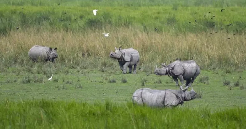 Kaziranga Expands Beyond Rhinos, Showcases Diverse Wildlife
