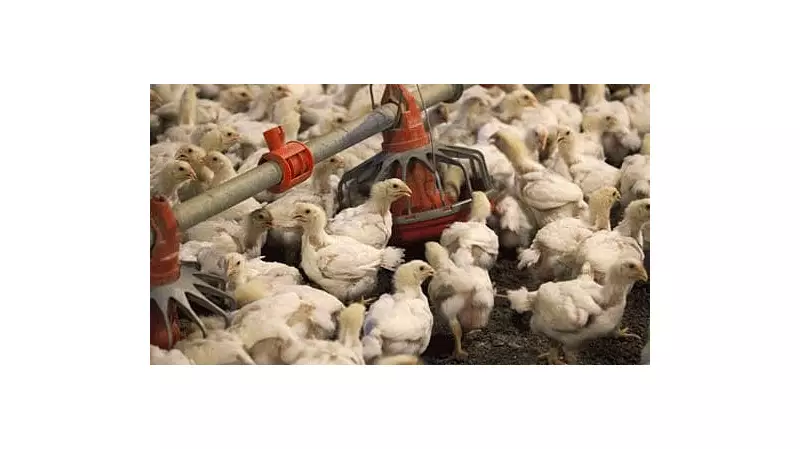 Kerala Duck Farmers Face Ruin as Bird Flu Strikes Again