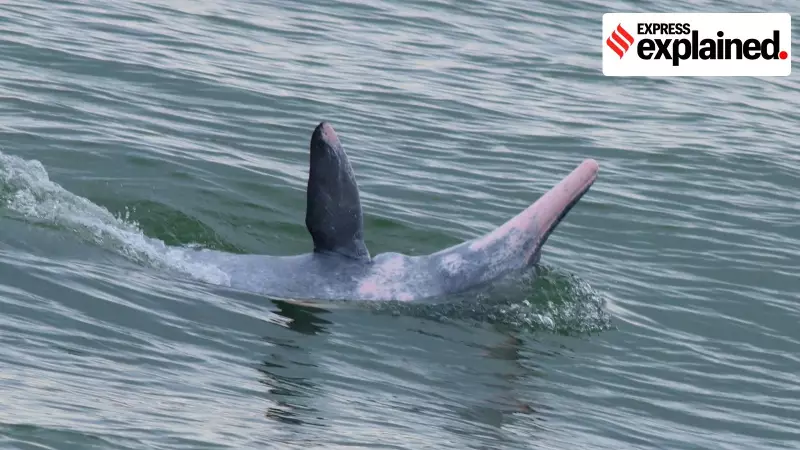 Kerala's Unique Dolphin-Fishermen Partnership Sparks International Study