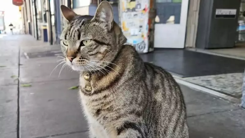 KitKat the Bodega Cat's Tragic Death by Waymo Robotaxi Sparks Outrage