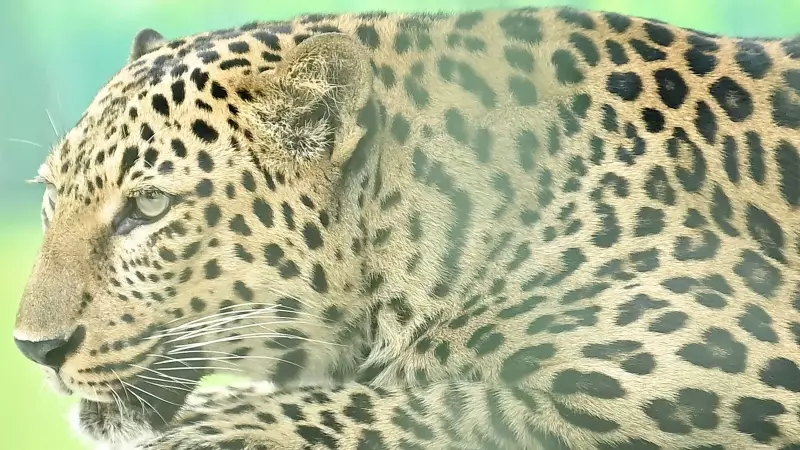 Leopard Attack in Gujarat Kills 9-Year-Old, Forest Dept Issues Safety Advisory