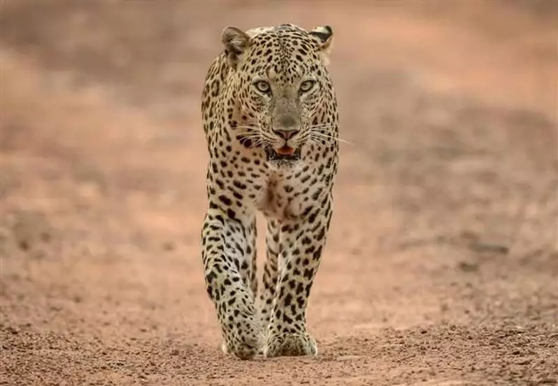 Leopard Attack in Gujarat's Amreli Kills 5-Year-Old Boy, Sparks Panic