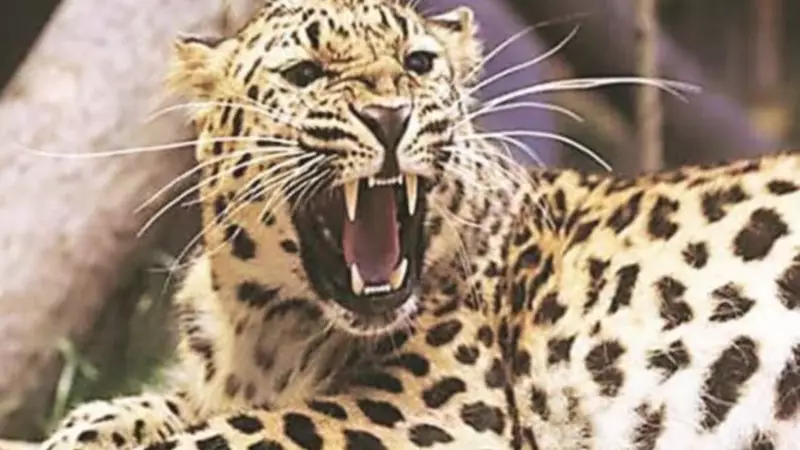 Leopard on the Prowl: Big Cat Attack in Delhi's Jagatpur Village Sparks Human Fear