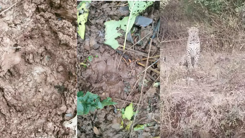 Leopard on the Prowl: Pune's Girivan Farmhouse Area on High Alert After Multiple Animal Attacks