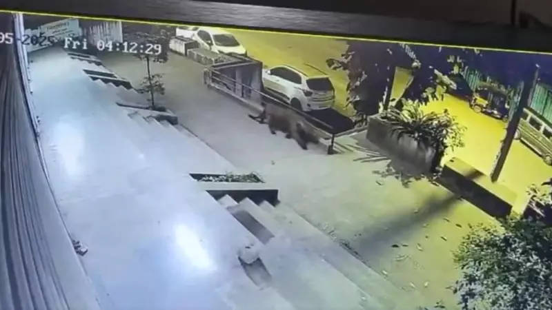 Leopard Spotted Again in Pune's Pashan & Sutarwadi, Forest Dept Warns Against Fake AI Images