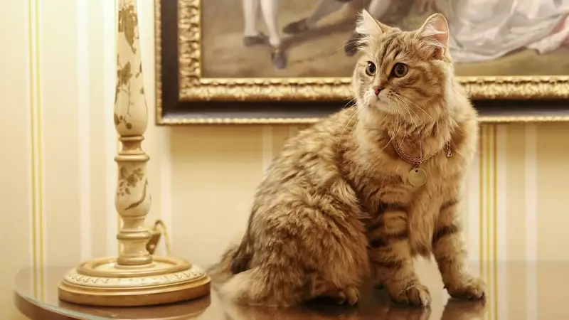 Lilibet: The Siberian Cat Living a 5-Star Life in a London Hotel