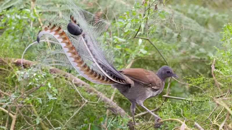Lyrebird: Australia's Master Mimic That Can Fool You With Its Cries
