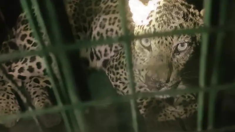 Maharashtra Village Erupts in Protest After Back-to-Back Leopard Attacks - Safety Crisis Deepens
