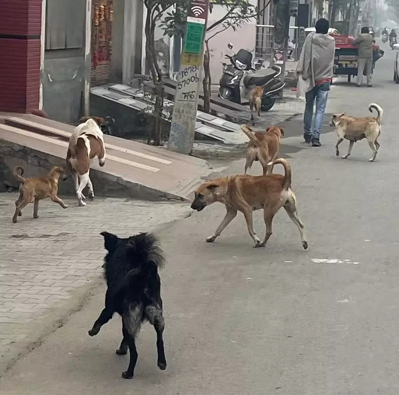 Malerkotla's Stray Dog Menace: Residents Live in Fear, Demand Action