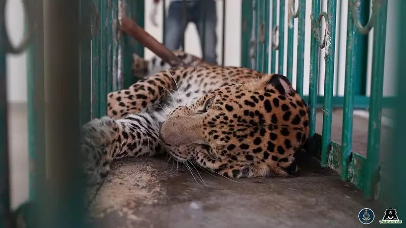 Man-Eating Leopard Eliminated in Pune After Terrifying Spree | Maharashtra Forest Department Takes Action