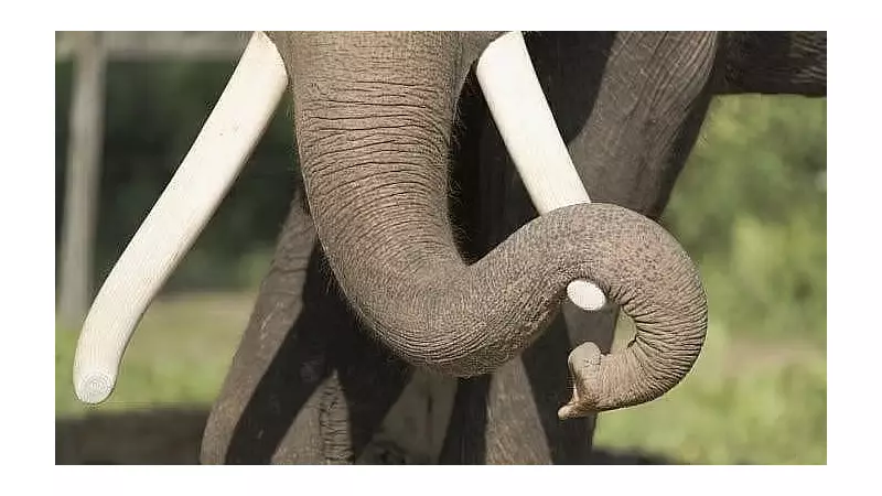 Migrant Worker Killed in Wild Elephant Attack in Kerala's Nilambur