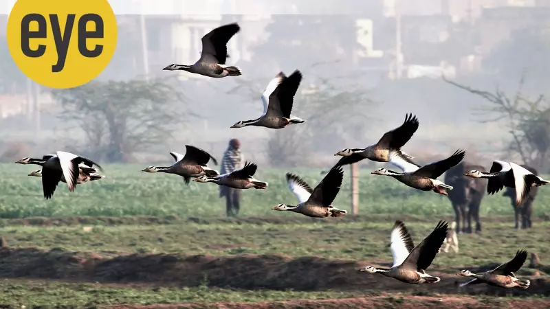 Millions of Birds Migrate to India Each Winter: A Refuge from Siberian Cold