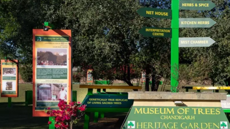 Mānuka Tree Finds New Home at Chandigarh's Museum of Trees | Symbolic Indo-New Zealand Bond