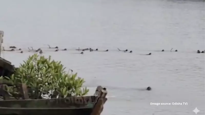 Monkeys Stage Daring River Rescue in Odisha, Swim Towards Crocodile to Save Companion