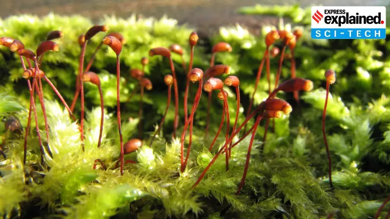 Moss Spores Survive 9 Months in Space: A Giant Leap for Life Support