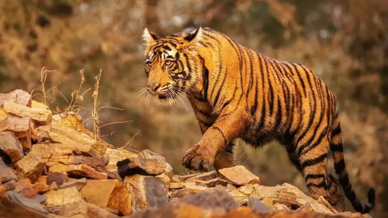 MP's Tiger Deaths Hit Record 55 in 2025, Highest Since Project Tiger's 1973 Launch