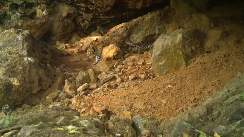 Mumbai Leopard Tracked with GPS After Capture in Suburban Area