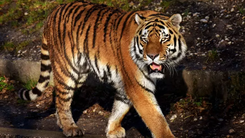 Mumbai's Byculla Zoo Loses Two Tigers in Two Months: Shakti and Rudra