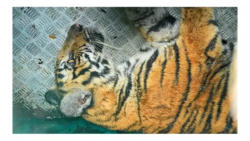 Mysuru Tigress Rescue: Farmer Attacker Captured in Dramatic Forest Operation