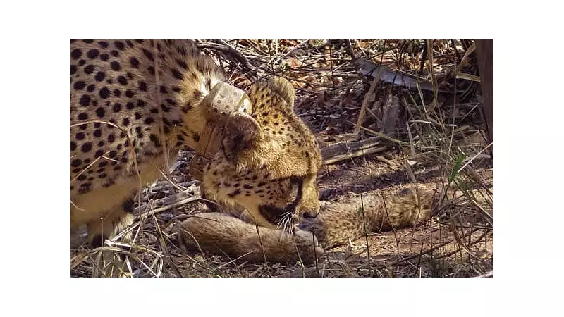 Mysuru Zoo Mourns Loss of African Cheetah Bruke to Meningitis at Age 6