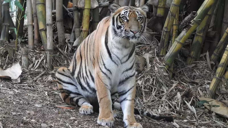 Mysuru Zoo's Beloved Tigress Thayamma Dies at 4 After Brief Illness