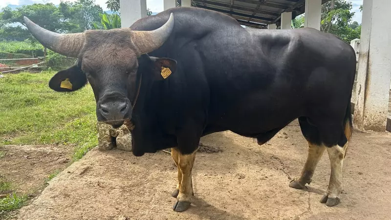 Nagaland's Nagami Mithun: World's First Recognised Breed Boosts Conservation