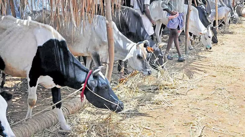 National Mother Status for Cows: Gau Raksha Andolan's Patriotic Push in India