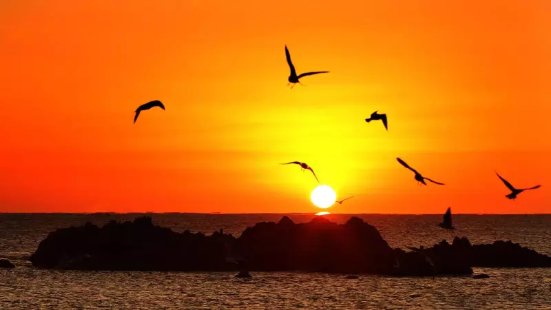 Nature's Alarm Clock: Indian Animals Sing Precisely When Sun Is 3.8° Below Horizon