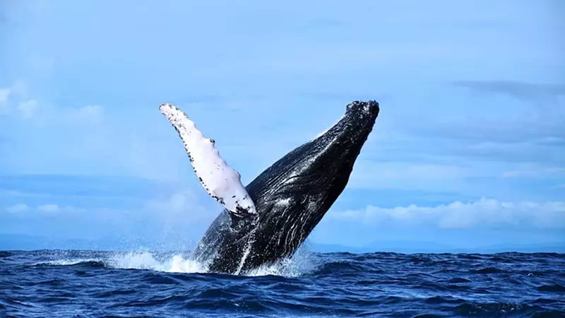 Nature's Fiercest Females: 9 Deadliest Female Animals That Rule the Wild