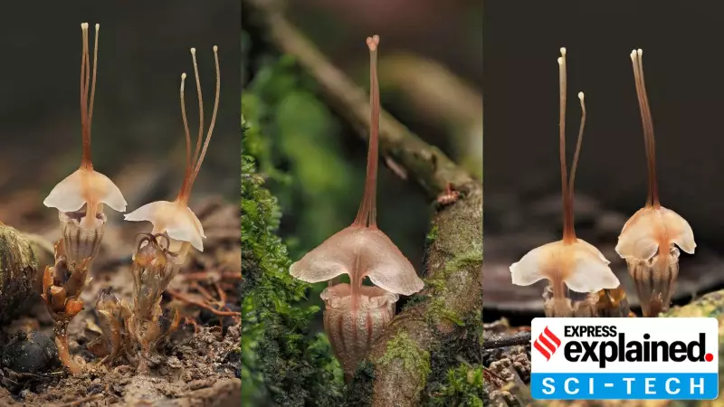 New 'Fairy Lantern' Parasitic Plant Discovered in Malaysia: A Botanical Marvel