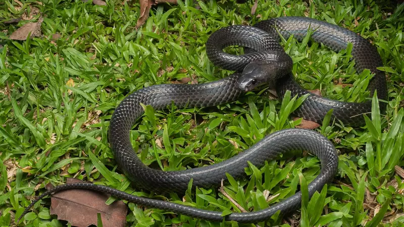 New Wolf Snake Species Discovered in India's Great Nicobar Island