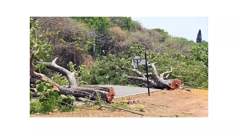 NGT Orders Probe Into Mysuru's Hyder Ali Road Tree Felling, Seeks Report