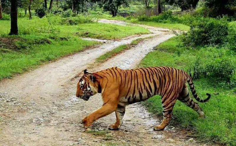 NTCA Flags Systemic Violations in Karnataka Tiger Reserve Relocation