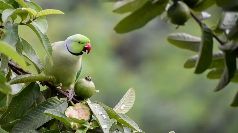 Over 200 Parrots Die in Khargone Food Poisoning Incident
