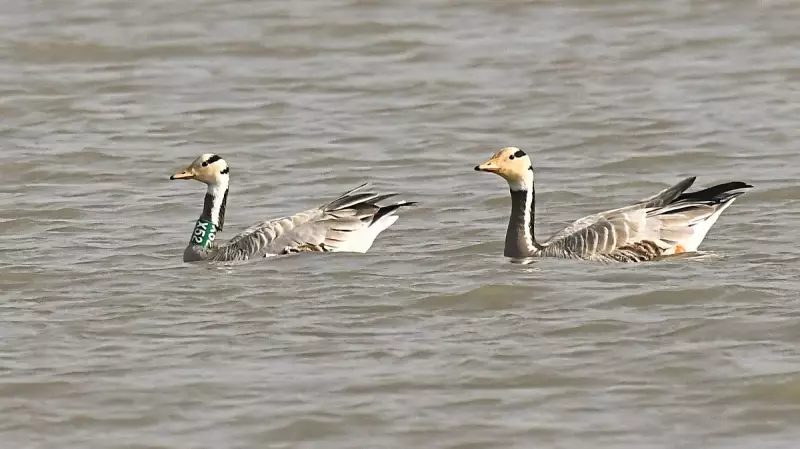 Over 4,000 Bar-Headed Geese Return to Karnataka's Magadi Lake