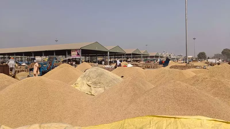 Paddy Procurement Crisis in Fazilka: Farmers Left in Lurch as Government Agencies Halt Purchases