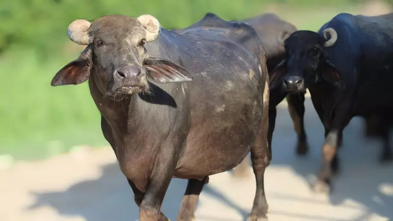 Palghar Farmer's Desperate Protest: Parades Buffalo Carcass Outside Bank Over Insurance Delay