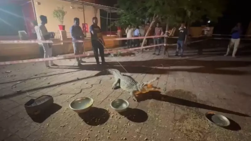 Panic in Vadodara! Massive Crocodile Rescued from Gajrawadi Residential Area