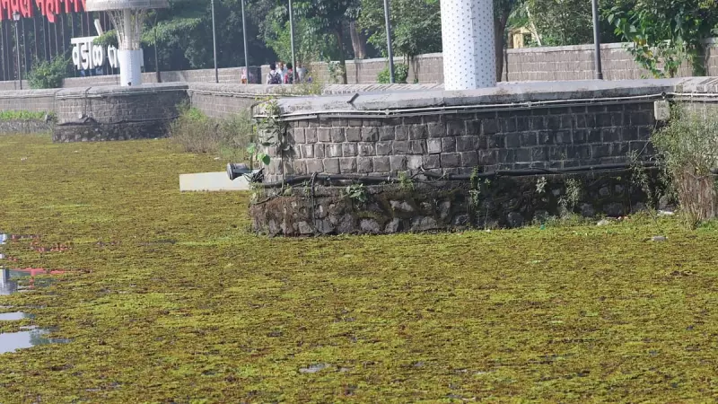 Panvel's Historic Vadale Lake Choked by Weeds | Citizens Demand Heritage Status