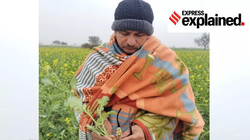 Parasitic Weed Orobanche Threatens India's Mustard Crop, Yields Drop 30-50%