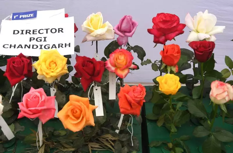 PGI Chandigarh's Roses Bloom at Delhi Show, 17 Entries Win Hearts