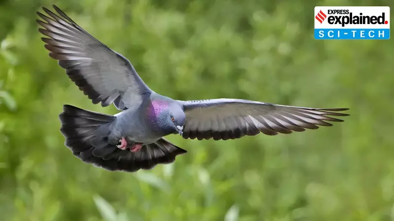 Pigeon Navigation Mystery Solved: Inner Ear Currents Guide Magnetic Sense