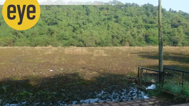 Pilerne Lake's Vanishing Beauty: Where Trash Threatens Jacanas in Goa