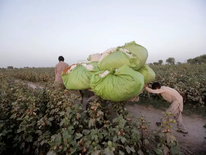Policy Paralysis Threatens Pakistan's $1.5 Billion Cotton Trade, Export Economy at Risk
