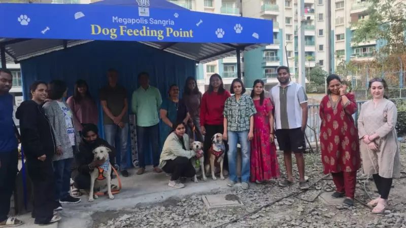 Pune Society's Dog Feeding Zone: A Simple Fix for Urban Stray Conflict